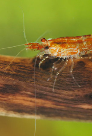 Shrimp in freshwater aquarium. Neocaridina davidi or Rili shrimp.