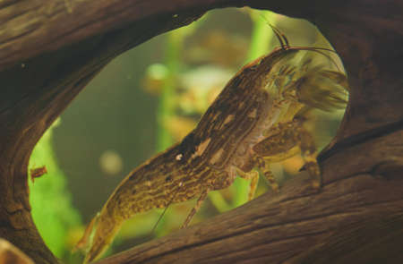 Macro shot of Freshwater Bamboo Shrimp. Atyopsis moluccensis.の写真素材