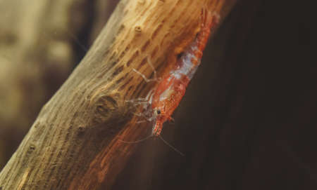 Shrimp in freshwater aquarium. Neocaridina davidi or Rili shrimp.の写真素材