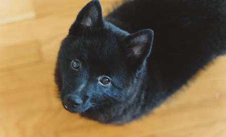 Young Schipperke puppy at home. Top view.の写真素材