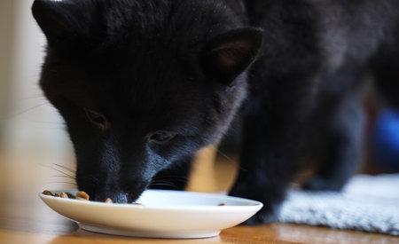 Young Schipperke puppy eating his food.の写真素材