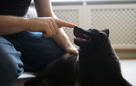 Man playing with his Schipperke dog.の写真素材