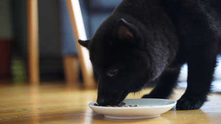Young Schipperke puppy eating his food.の写真素材