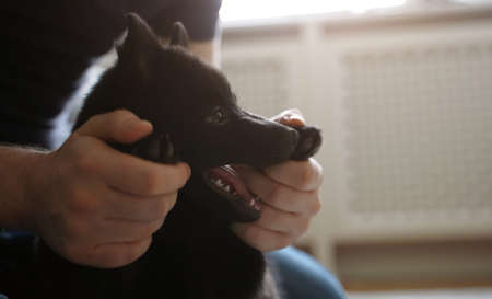 Man playing with his Schipperke dog.の写真素材