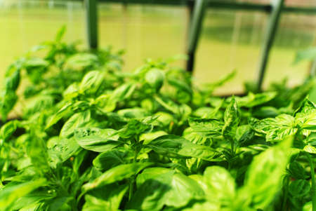 Organic basil bushes in a greenhouse.の写真素材