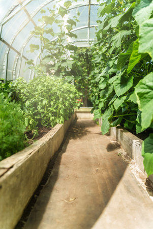 Greenhouse with cucumber, basil, paprika and dill.