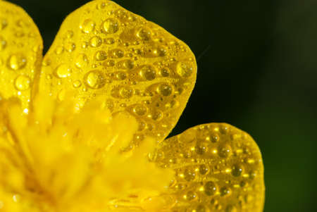 Macro view of dew drops on yellow flower. Ranunculus repens.の写真素材