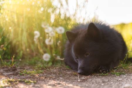 Young Schipperke puppy is resting outdoors.の写真素材