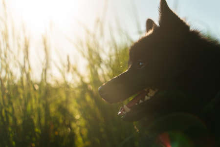 Young Schipperke puppy is resting outdoors.の写真素材
