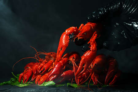 Chef cook putting prepared boiled crawfish.の写真素材