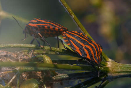 Macro view of shield bug mating. Graphosoma lineatum.の写真素材
