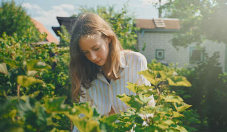 Tween girl collects red currants in the country.の写真素材