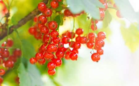 Red currants on a bush on a sunny day.