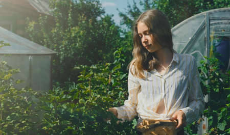 Tween girl collects red currants in the country.の写真素材