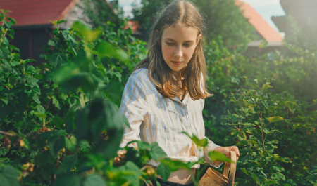 Tween girl collects red currants in the country.の写真素材