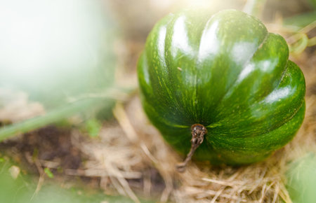 Young green pumpkin plant on the garden bed.