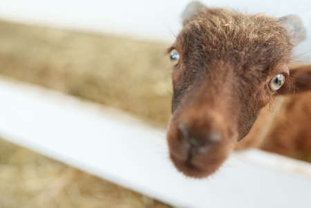 Portrait of a cute funny lamb in a paddock.の写真素材