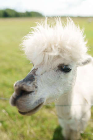 Portrait of white alpaca in a summer meadow.の写真素材