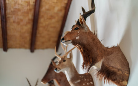 Wall decorated with stuffed animal heads. Taxidermy.の写真素材