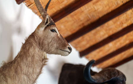 Wall decorated with stuffed animal heads. Taxidermy.の写真素材