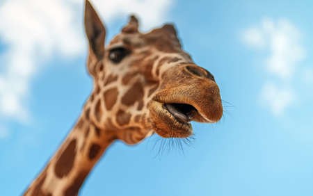 Portrait of giraffe in national zoo.の写真素材