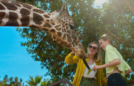 Woman and her daughter feeding giraffe in zoo.の写真素材
