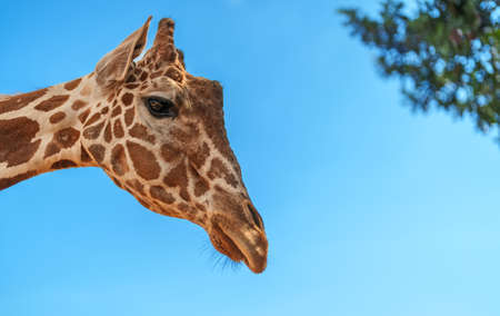 Portrait of giraffe in national zoo.の写真素材