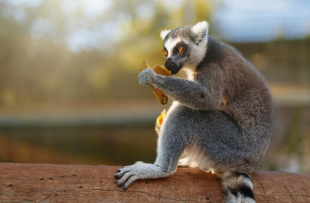 Portrait of lemur eating in national park. Lemuroidea.の写真素材