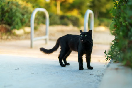 Stray cute cat portrait on the street.の写真素材