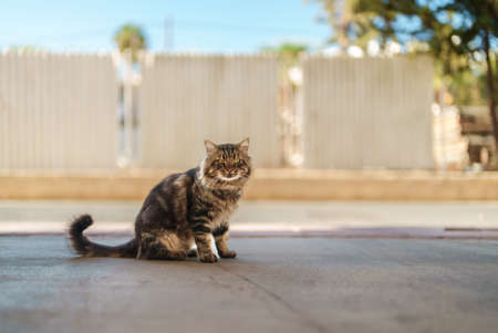 Stray cute cat on the street.の写真素材