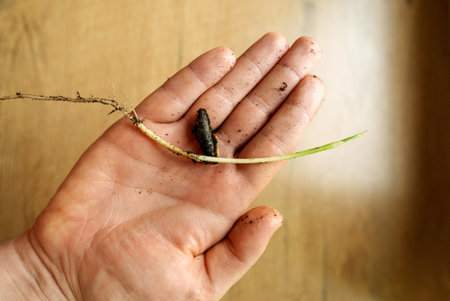 Small sprout of a date fruit plant in a man's hand.