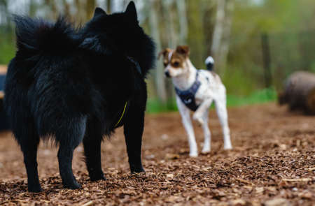Rat Terrier and Schipperke stand opposite each other.の写真素材
