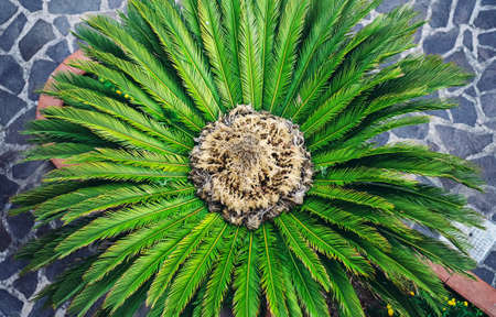 View of the palm tree from above.の写真素材