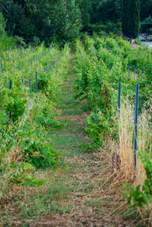 Beautiful vineyards in Campania, Italy.の写真素材