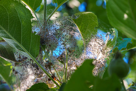Aphids eat the leaves of an apple tree.の写真素材