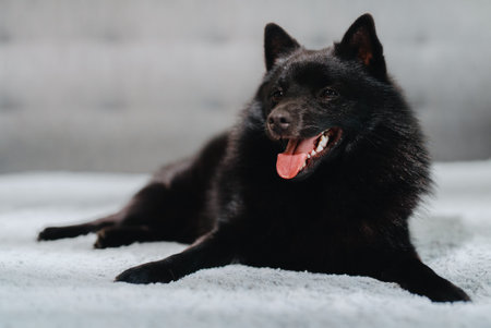 Portrait of cute Schipperke dog indoor.の写真素材