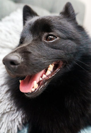 Portrait of happy Schipperke dog indoor.の写真素材