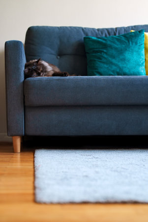 Scottish longhair straight-eared cat is sleeping. Highland straight.の写真素材