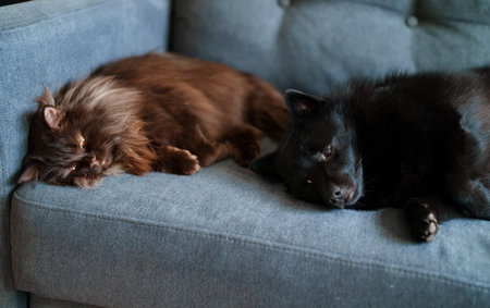 Dog and cat are relaxing together on the sofa.