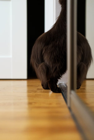 Curious cat climbs into the closet.