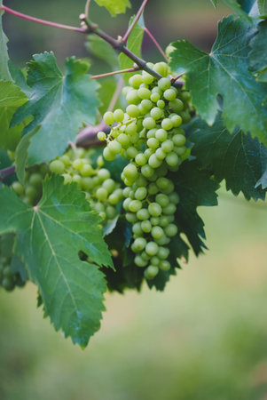 Green grapes hang on a branch in the garden.