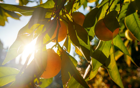 Ripe oranges hang on a tree branch.の写真素材