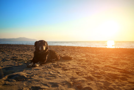 Old dog is resting on the beach at sunset.の写真素材