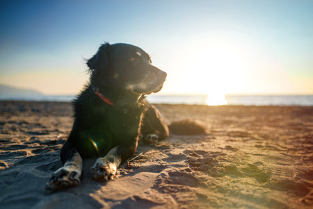 Old dog is resting on the beach at sunset.の写真素材