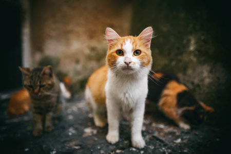 Group of homeless cats in the city.の写真素材