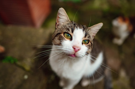 Lonely homeless cat in the street.の写真素材
