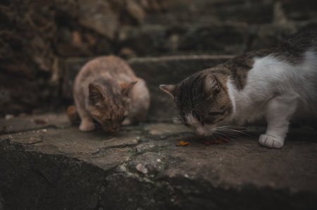 Group of homeless cats in the city.の写真素材