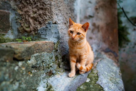 Lonely homeless cat in the street.の写真素材