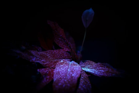 Flower under ultraviolet light. Spathiphyllum wallisii.の写真素材
