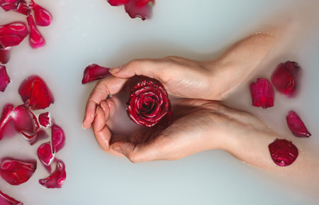 Woman hands holding red rose in bathtub with milk.の写真素材